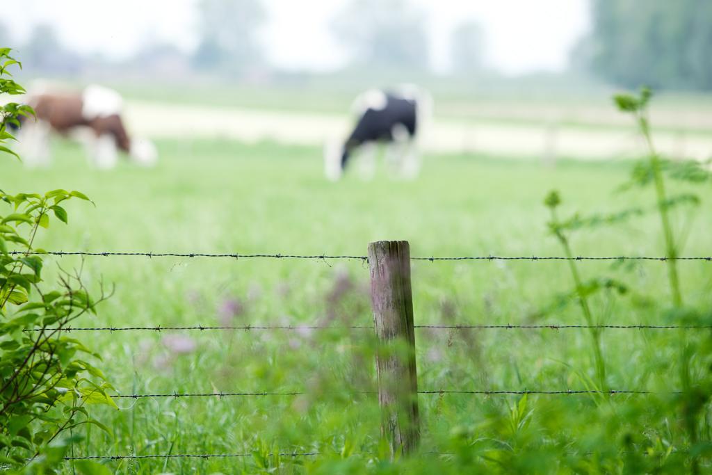 B & B De Lorijn Duiven Zewnętrze zdjęcie